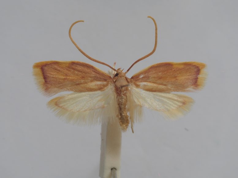 Male of Ingrid Maria&rsquo;s Carcina