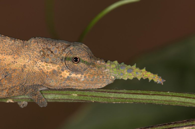 Males of Calumma gallus