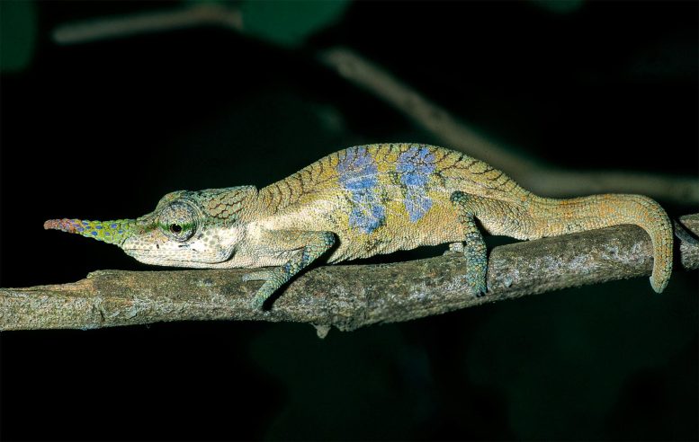 Males of the Chameleon Species Calumma Pinocchio