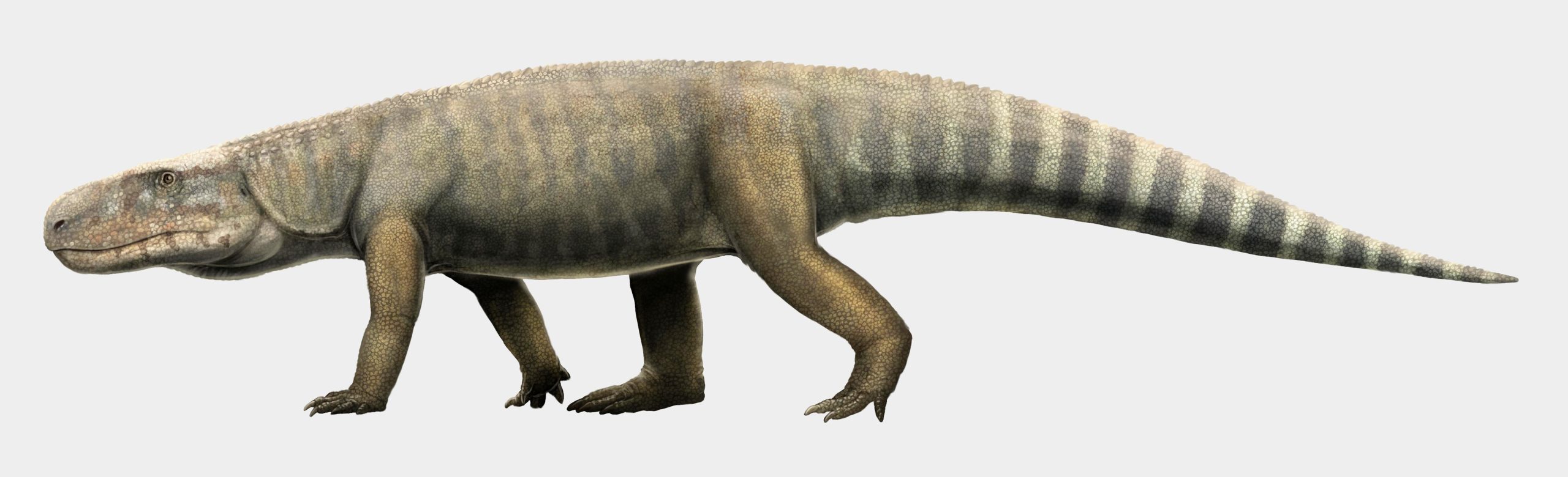 Triassic Archosaur Fossils Excavated in the 1960s Add Missing Link to Crocodile Evolution