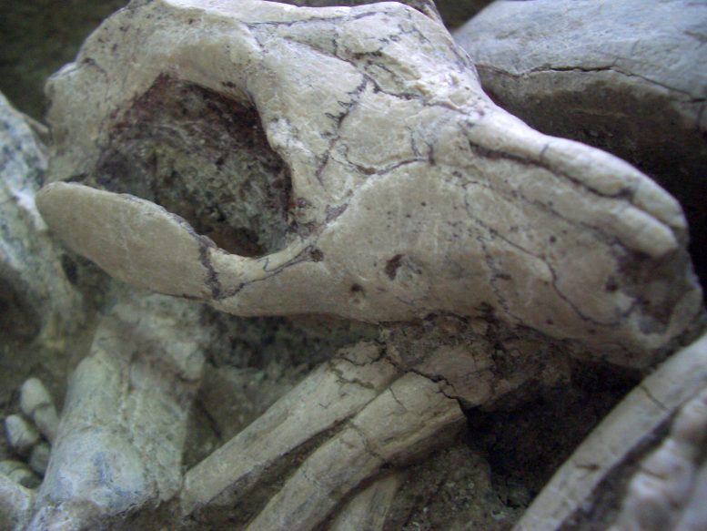 Mammal Biting Dinosaur Fossil