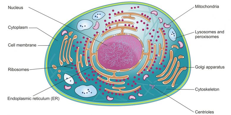 哺乳類の細胞図
