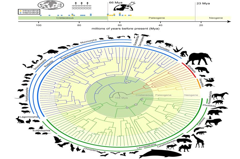 Mammalian Phylogenetic Tree of Life