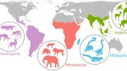 Mammals Worldwide
