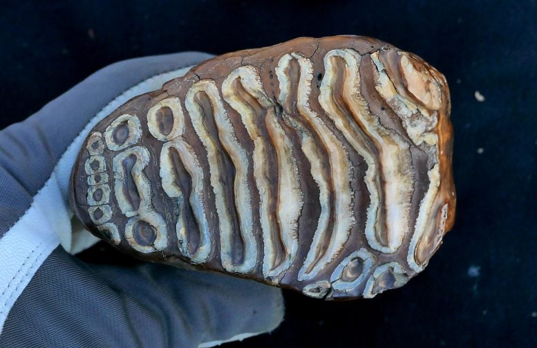 Mammoth Tooth With Enamel Ridge Patterns