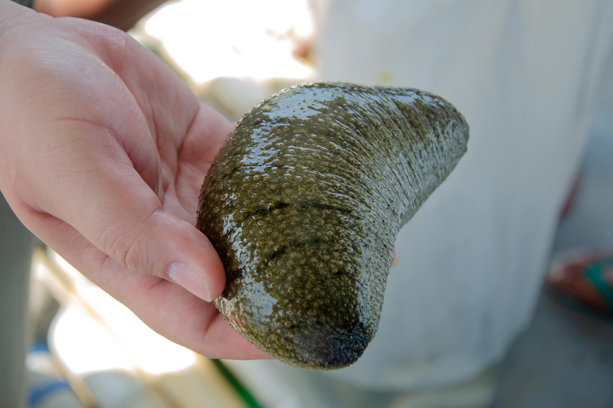 Zombie Sea Cucumber: The Creature That Keeps Growing After Being Cut