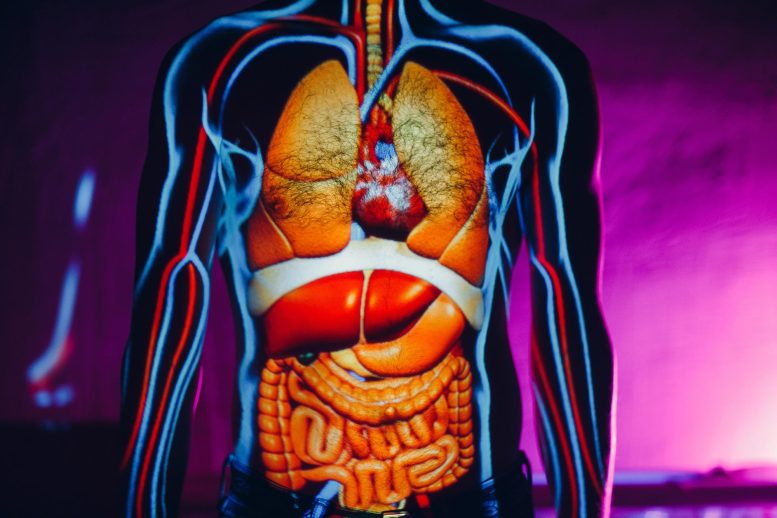 Man Human Body Anatomy Internal Organs