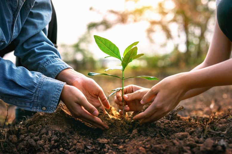 Man Woman Planting Tree