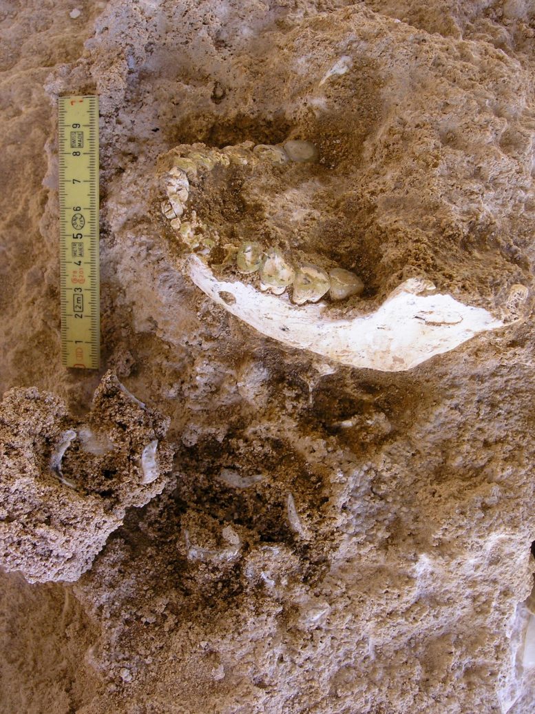 Mandible ThI GH 10717 Excavation