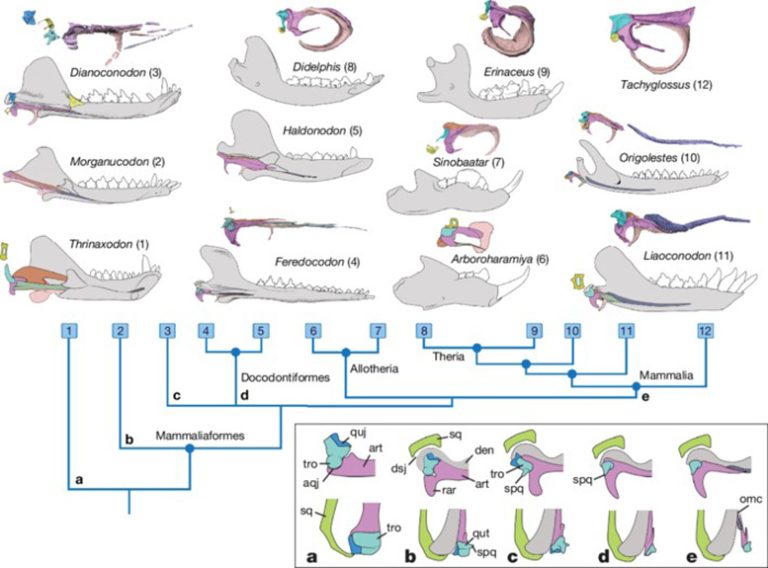 Evolutionary Puzzle Solved? New Species Challenge Mammal Ancestry Theories
