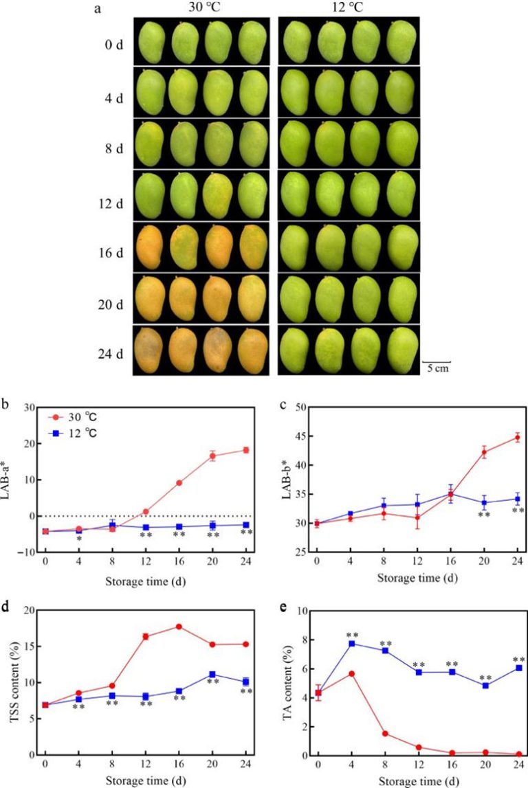 Mango Storage Temperature The Ideal Temperature for Storing Mangoes Isn’t What You Think