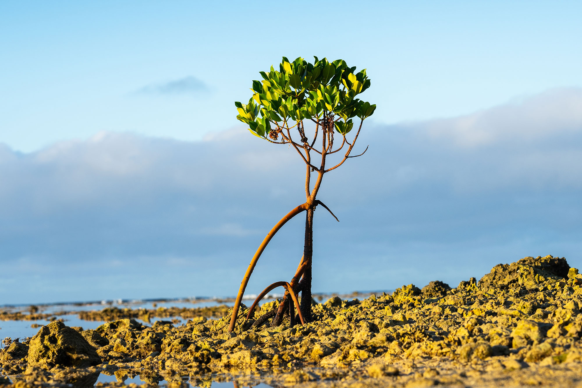 “Life Does Not Move in Isolation” – New Study Overturns Decades-Old Plant Theory