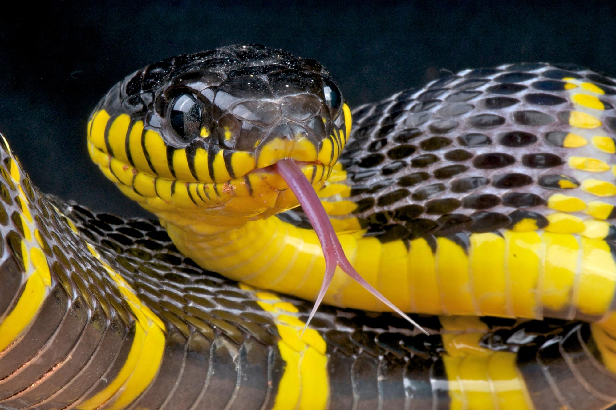 https://scitechdaily.com/images/Mangrove-Snake-Tongue-Out.jpg