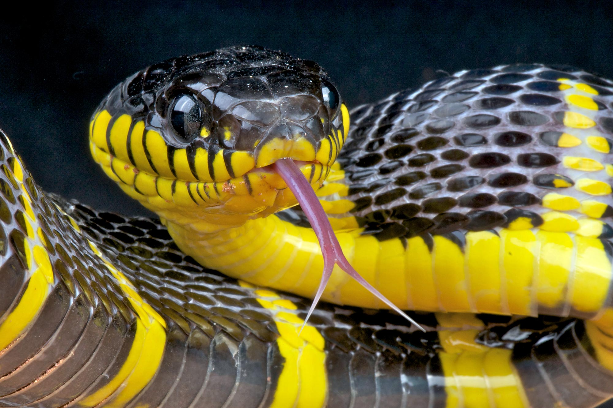 action-needed-on-dangerous-pet-snakes-demands-animal-welfare-experts