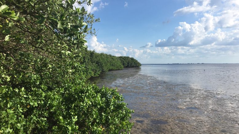 Mangroves in Tampa, Florida