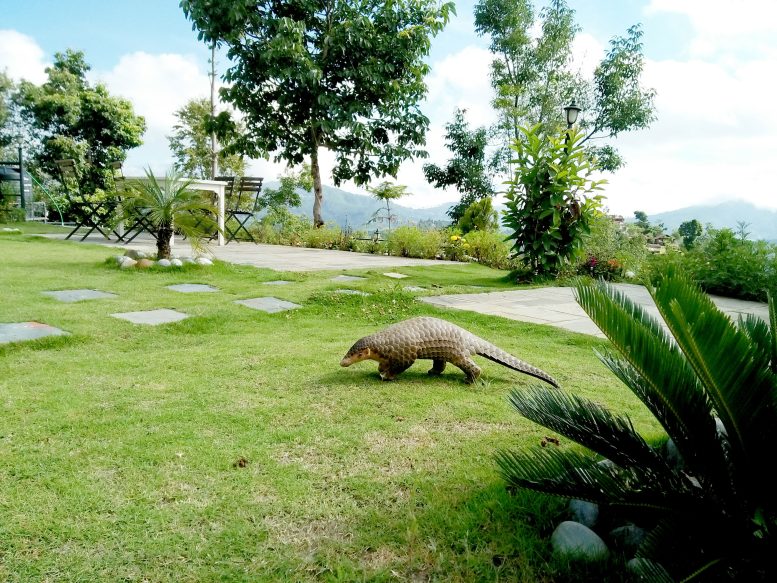 Manis Aurita Crossing a Garden Lawn