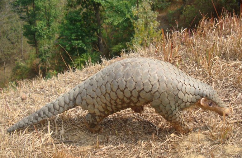 Manis Aurita Walking Through Dry Grass