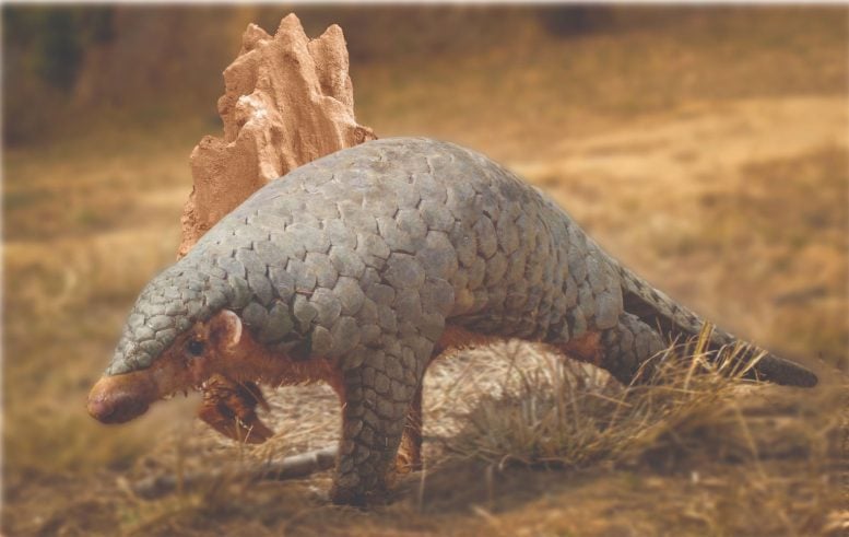 Manis Aurita a Species of Pangolin