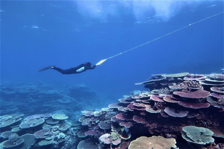 Manta Tow Survey Underwater