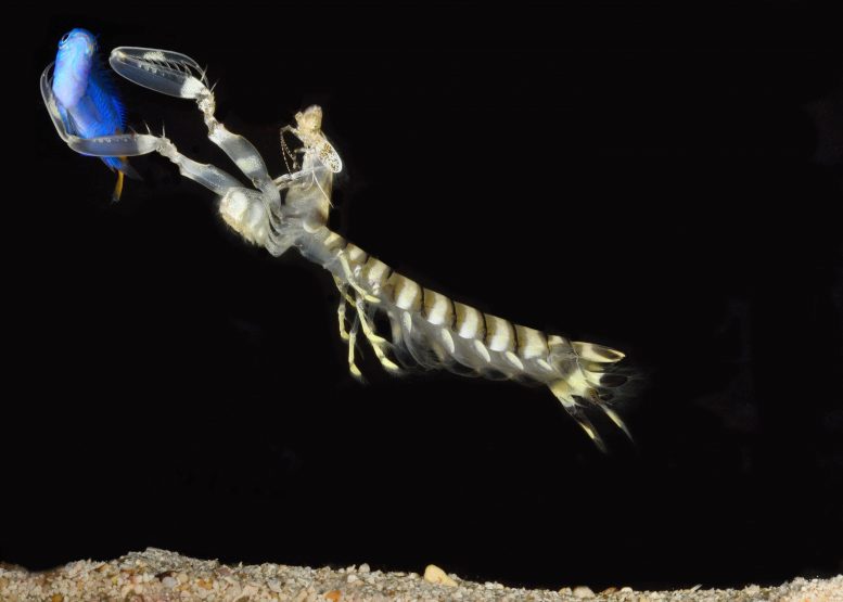 Mantis Shrimp Catching Fish