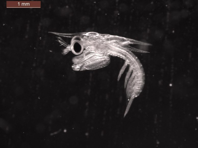 11-Day-Old Mantis Shrimp (Gonodactylaceus falcatus) Larva