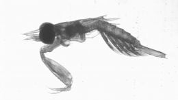 Mantis Shrimp Larva With Extended Striking Appendage