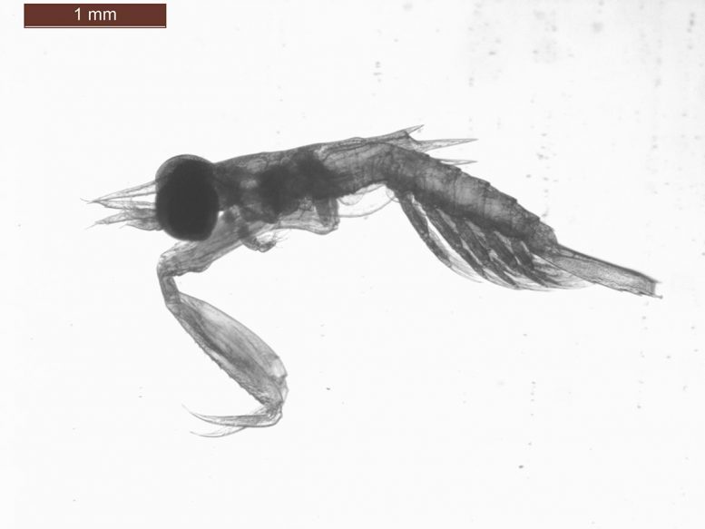 Mantis Shrimp Larva With Extended Striking Appendage