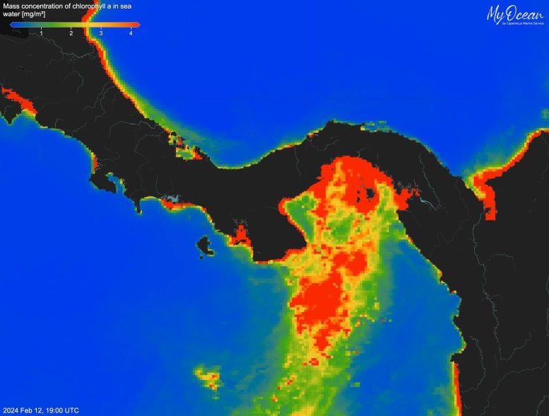 Map of Chlorophyll Concentrations in February 2024