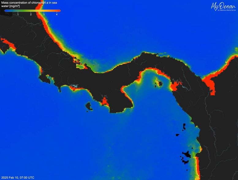Map of Chlorophyll Concentrations in February 2025