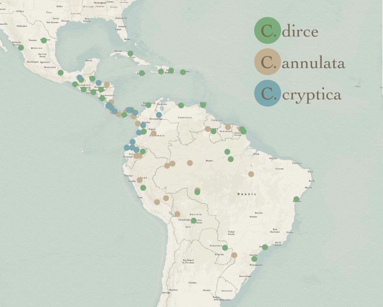 Map of Three Colobura Butterfly Species Across Central and South America