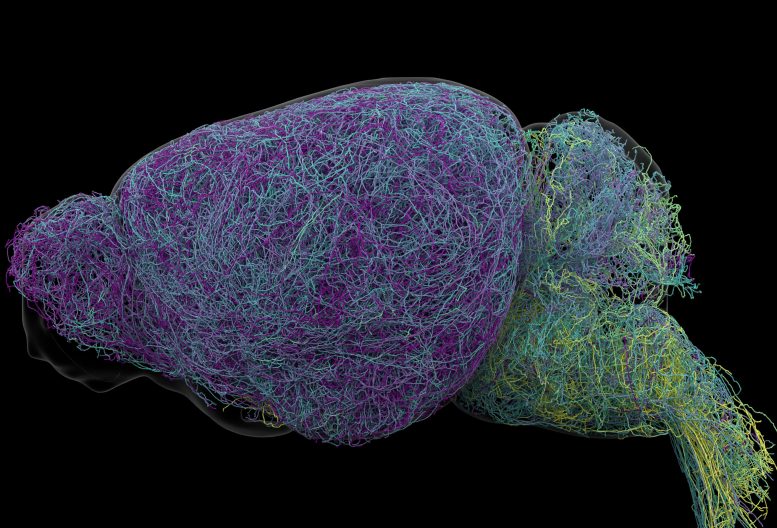 Mapping Norepinephrine Neurons in the Mouse Brain