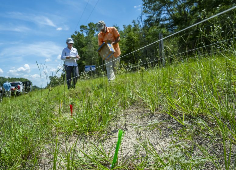 Mapping Roadside Milkweed Planting Sites