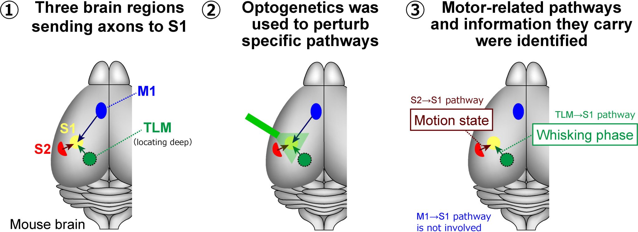 New Research Challenges Traditional Views on How the Brain Processes ...