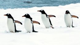 Marching Gentoo Penguins