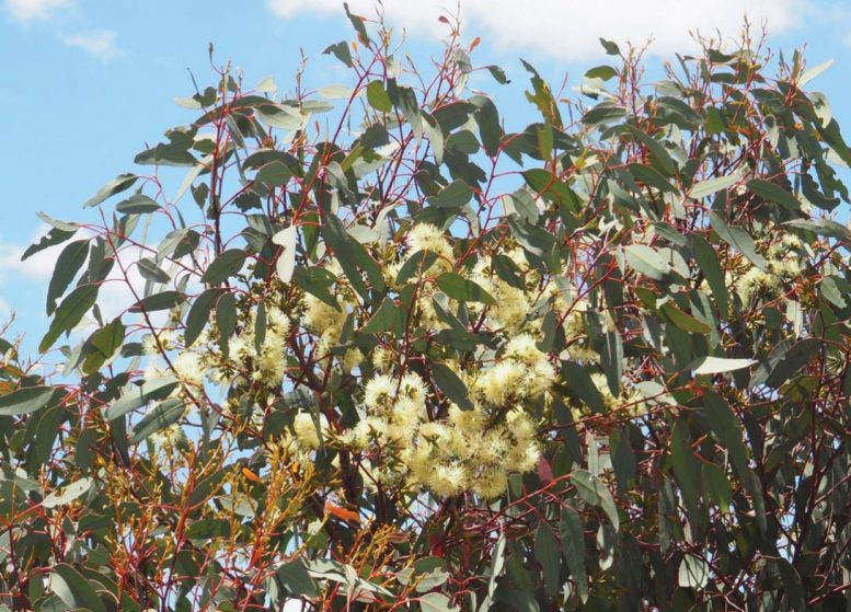 Marianthus aquilonaris