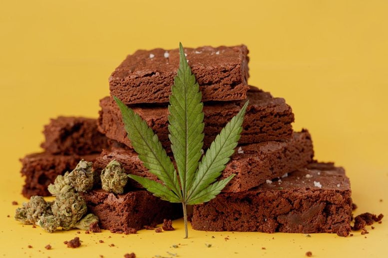 Marijuana Leaf Cannabis Buds Chocolate Brownies Edibles