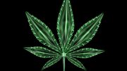 Marijuana Leaf Illustration