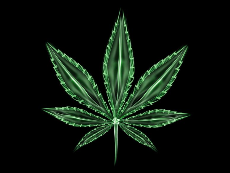 Marijuana Leaf Illustration