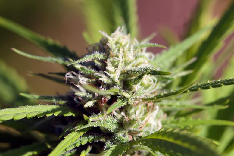 Marijuana Plant Bud