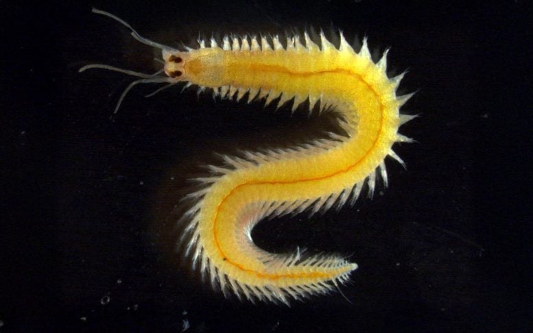 This “Simple” Sea Worm Has a Secret: Eyes That Never Stop Growing