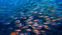 Marine Ecosystem Ocean Biodiversity