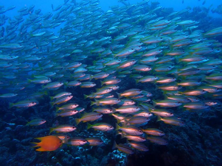 Marine Ecosystem Ocean Biodiversity