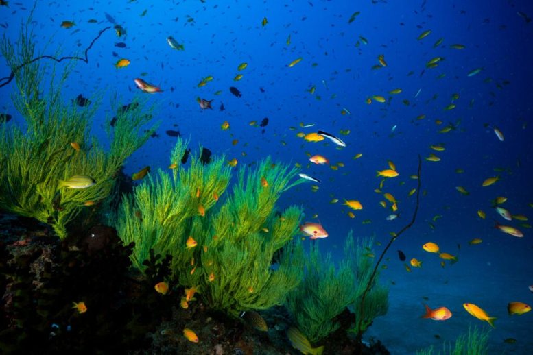 Marine Life Thriving on Submerged Peat Reefs