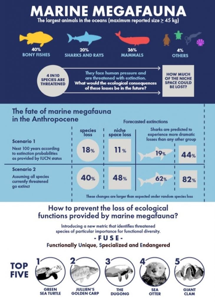 Infográfico de extinção da megafauna marinha
