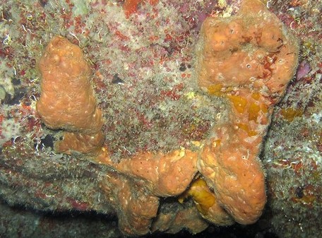 Marine Sponge Antibiotics