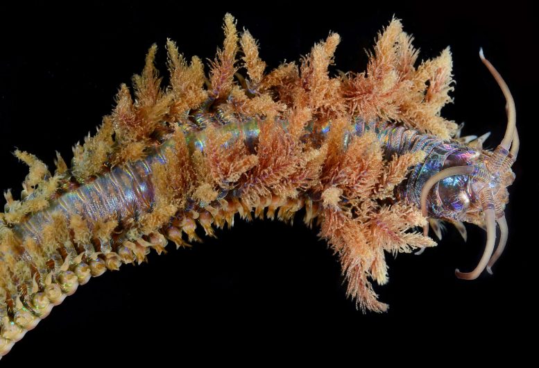 Marine Worm Named Diopatra ornata