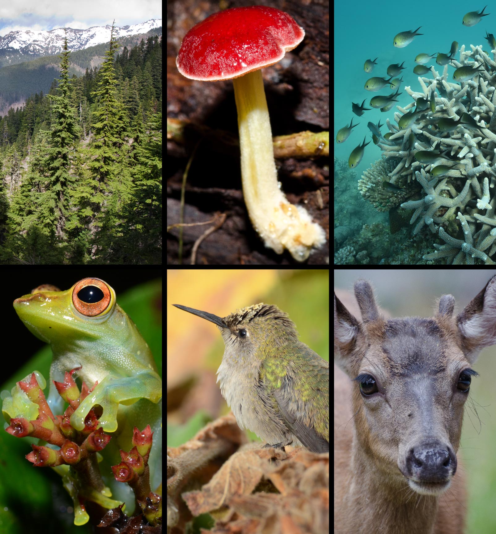 Terrestrial Species Outpaced by Marine Species in the Race Against Global  Warming