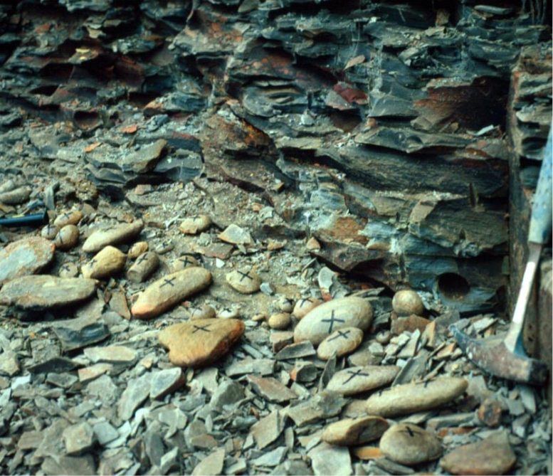 Marked Fossiliferous Concretions at Mazon Creek