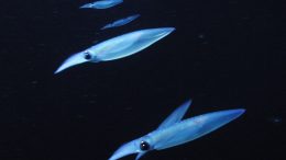 Market Squid, Doryteuthis opalescens