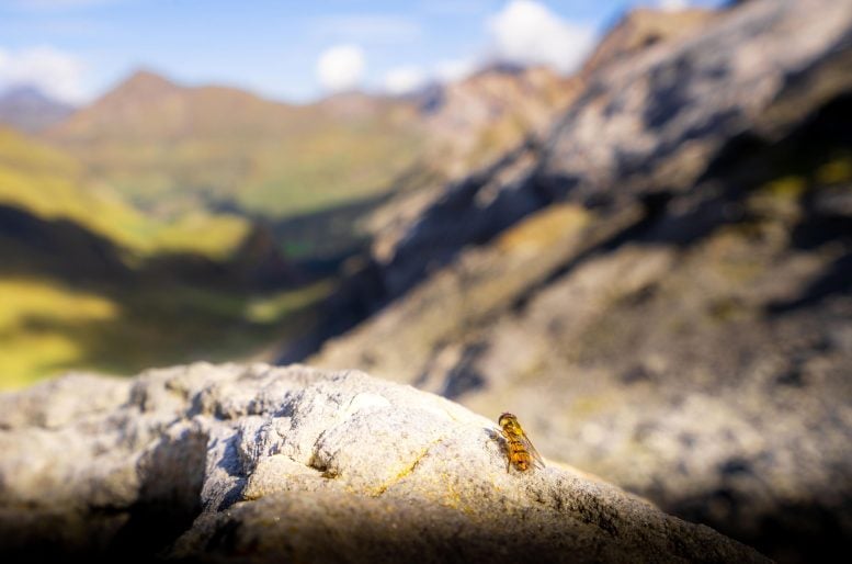 Marmalade Hoverfly